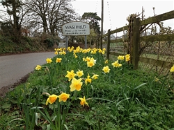 Gill's Daffodils