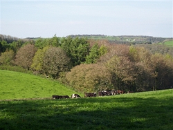Spring comes to Washfield Wood