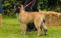 Dog the judge wanted to take home