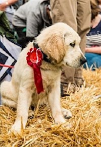 Waggiest tail