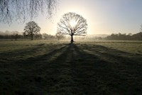 Oak Tree at Marsh Farm