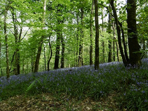 A view up over the woods of bluebells on the shorter route
