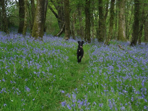 One of the dogs enjoying the bluebell path through the woods