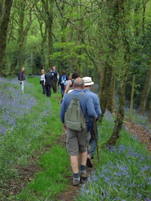 Enjoying the footpath through the bluebells