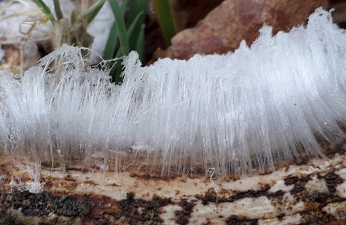 Stoodleigh Woodland frost flowers