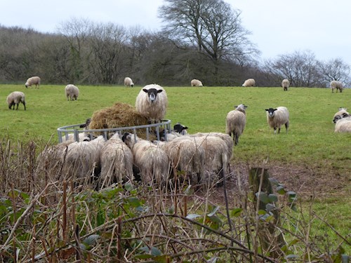 Stoodleigh sheep having breakfast