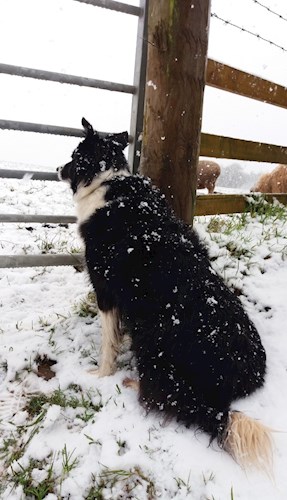 Stoodleigh collie in the snow