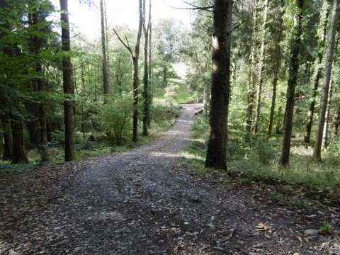 Stoodleigh walk through barehills woods from stoodleigh drive to parkhouse water