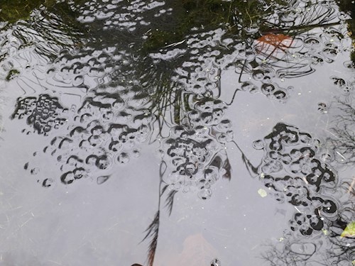 First frogspawn in February