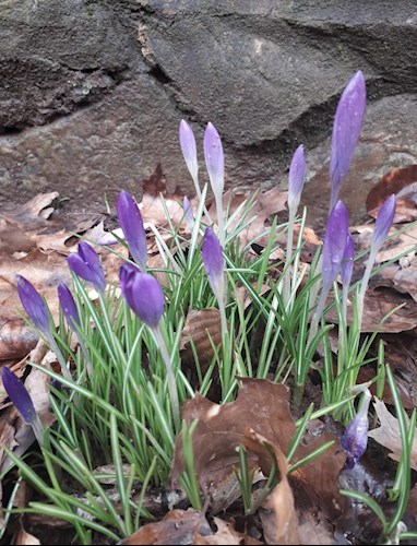Crocuses at Kissing Gate Triangle