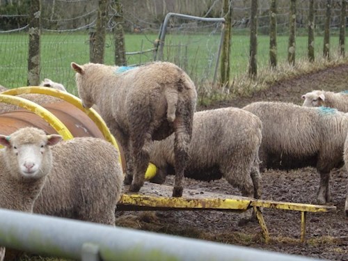 Those sheep