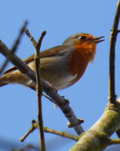 Chirpy robin
