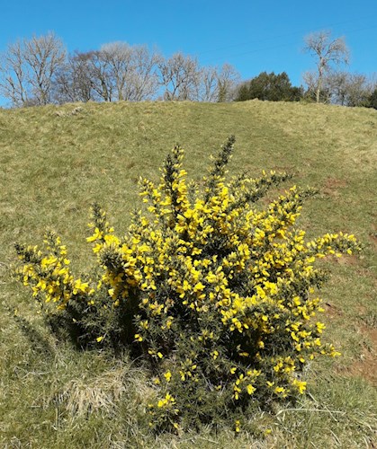 Gorse along the Wheatland public bridleway