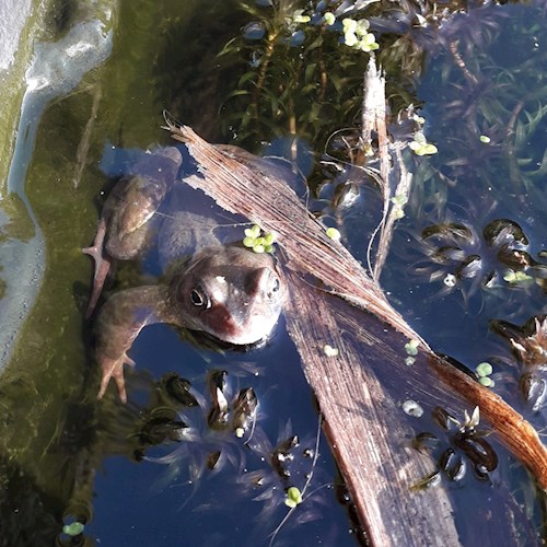 Frog visiting the pond in our garden