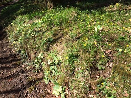 Ideal conditions for the primroses on Cove Hill