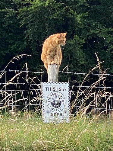 Neighbourhood Watch Cat