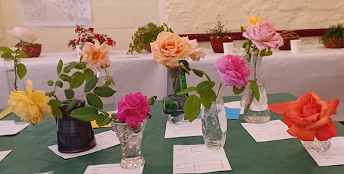 Single stem roses