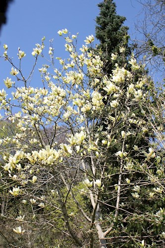 One of the Killerton magnolias - late flowering