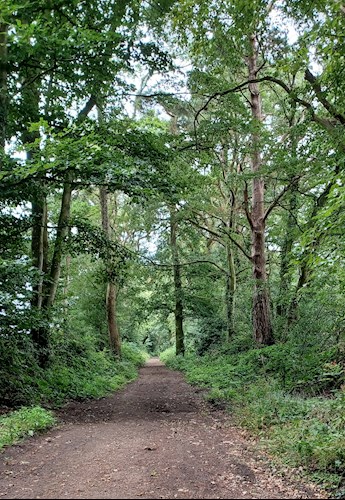 Walking through the woodlands above Uffculme