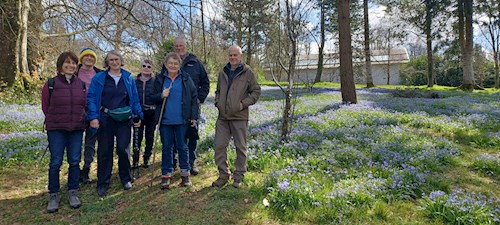 Knightshayes Parkland and huge swathes of Scilla Bithynica