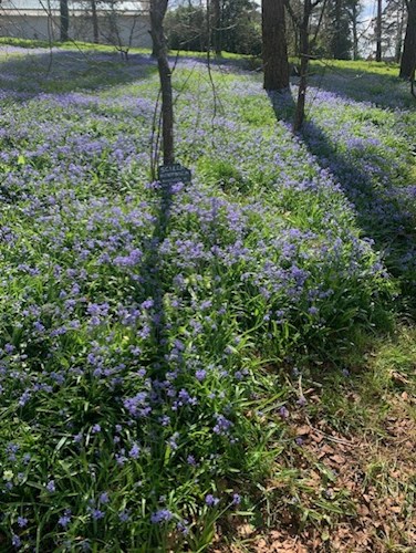 Blue Scilla Bithynica under the trees in the parkland