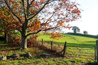 Field with public foot path