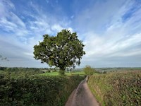 Road towards Coddiford