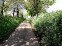 Lovely lanes for dog walking