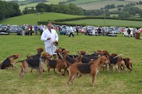 Hounds in the Show Ring, 2016