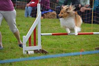Dog Agility & Show, 2016