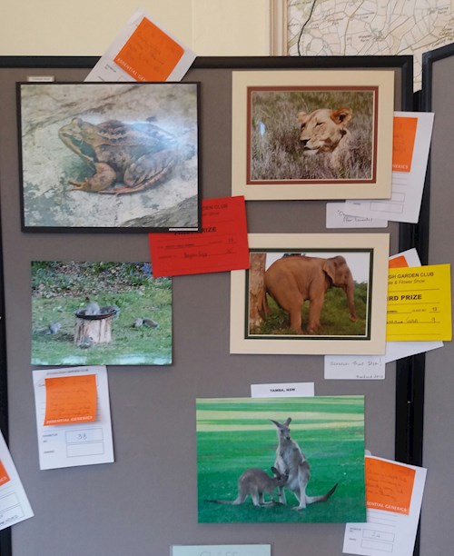 Four legged wild animal photos